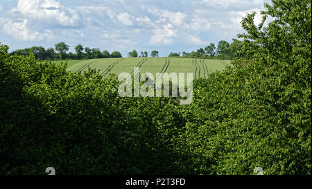 Sommerweizen Feld am Rande eines bewaldeten Tal (Norden Mayenne, Pays de la Loire, Frankreich). Stockfoto