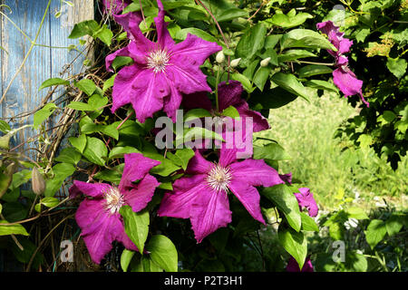 Clematis-Blume in voller Blüte (Suzanne Gemüsegarten, Le Pas, Mayenne, Pays De La Loire, Frankreich). Stockfoto