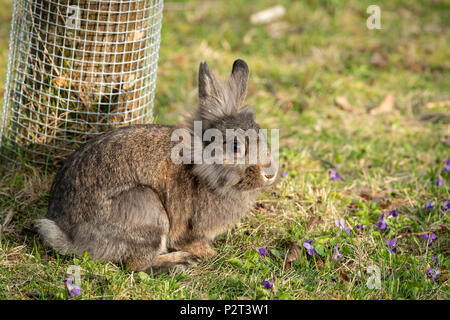 Das Porträt eines braunen Zwerg Kaninchen im Gras sitzen Stockfoto