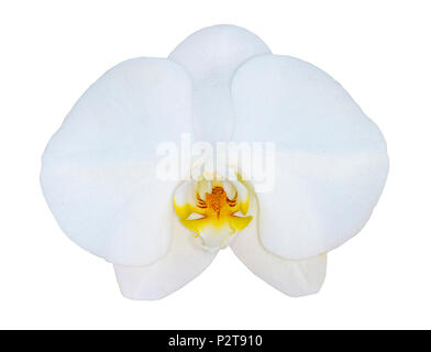 Weiß Phalaenopsis Orchidee auf weißem Hintergrund Stockfoto