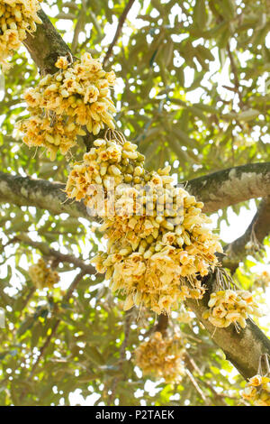 Durian Blumen bud auf durian Baum Stockfoto
