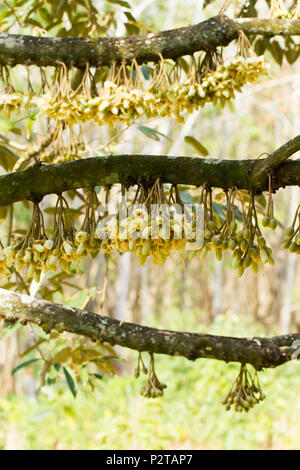 Durian Blumen bud auf durian Baum (selektive Fokus) Stockfoto