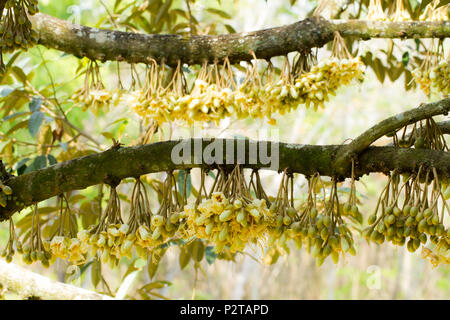 Durian Blumen bud auf durian Baum (selektive Fokus) Stockfoto