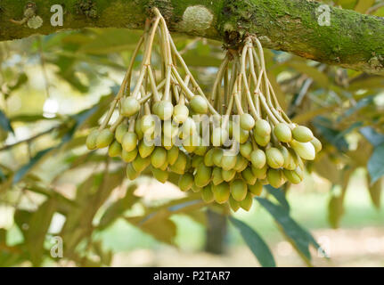 Durian Blumen bud auf durian Baum Stockfoto