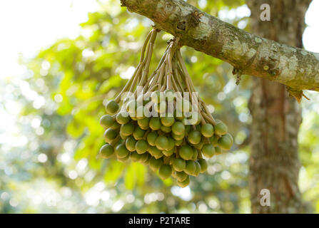 Durian Blumen bud auf durian Baum Stockfoto