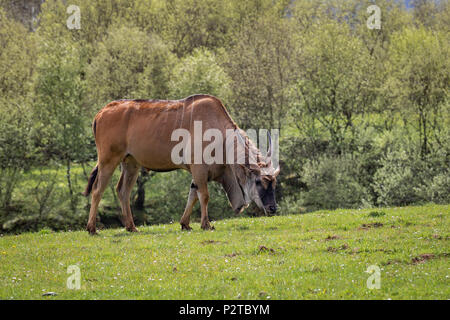 Die gemeinsame Elenantilope (taurotragus Oryx), auch als der südliche Eland oder eland Antilopen bekannt. Stockfoto