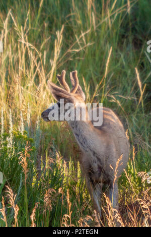 Rehe, Odocoileus hemionus, am frühen Morgen Licht in Devil's Tower National Monument in Wyoming. Stockfoto