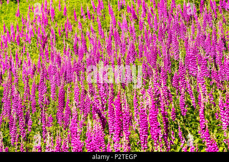 Fingerhut, Digitalis purpurea, wachsende auf Schwarz fiel, Lake District, England. Stockfoto