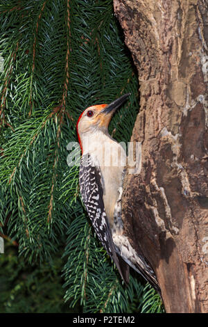 Red-bellied Woodpecker, Melanerpes carolinus, im Hinterhof in Charlotte, NC. Stockfoto