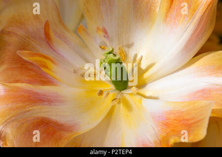 Doppel späte Tulpen, Tulipa 'bezaubernde Schönheit', an der Gartenanlage Keukenhof in Südholland, Niederlande. Stockfoto