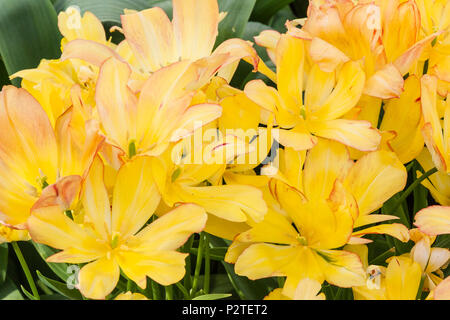 Tulip, SCHÖNWETTER Tulipa'S CLUB', im Keukenhof Gärten im Süden von Holland in den Niederlanden. Stockfoto