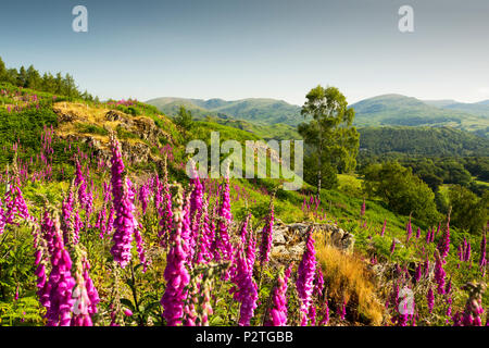 Fingerhut, Digitalis purpurea, wachsende auf Schwarz fiel, Lake District, UK, in Fairfield. Stockfoto