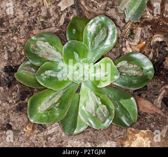 Dekorative dürreresistente sukkulente Pflanze Echeveria' Baron Bold' mit glänzender grüne Blätter mit Fase in symmetrische Rosette Stockfoto