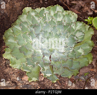 Dekorative dürreresistente sukkulente Pflanze Echeveria 'Blue 08/15' mit Blau Grün frilly Blätter wachsen in symmetrische Rosette Stockfoto