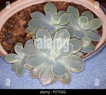 Dekorative dürreresistente sukkulente Pflanze Echeveria 'Domingo' mit blau grau Blätter in symmetrische Rosette wachsen in Container Stockfoto