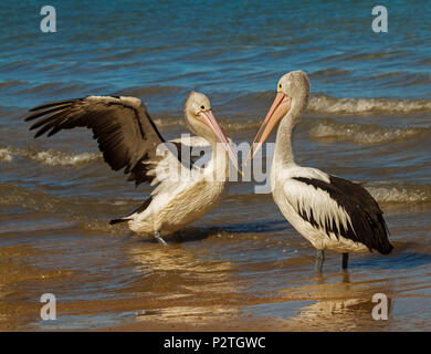 Zwei australische Pelikane, ein mit ausgebreiteten Flügeln, die sich einander gegenüber stehen und sich wider im flachen Wasser des Ozeans auf Küste von Queensland Stockfoto