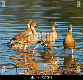 Gruppe von schönen plumed Pfeifen Enten, Dendrocygna eytoni, waten und in flachen blauen Wasser des Sees wider in Bundaberg. Stockfoto