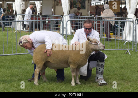 Mann in einem Boot immer Schafe für die Show fertig Ring Stockfoto