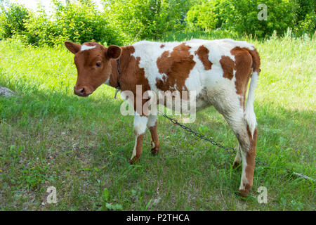 Eine junge Kuh in einer natürlichen Umgebung auf eine Kette ist die Beweidung auf grünem Gras auf einem hellen, sonnigen Tag gebunden Stockfoto