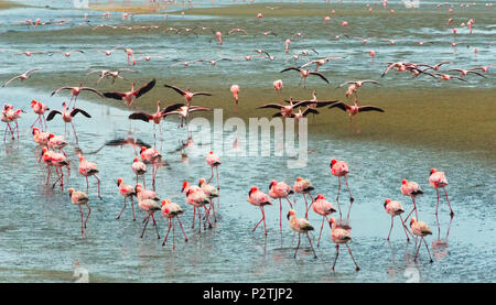 Flamingos, Walvis Bay, Erongo Region, Namibia Stockfoto