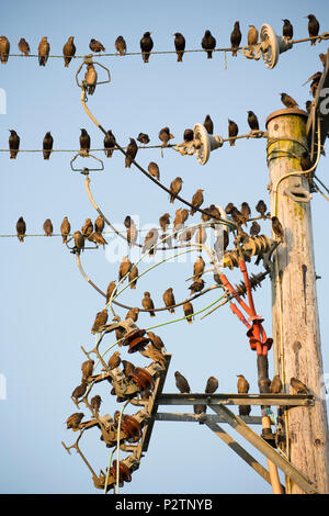 Erwachsenen und Jugendlichen Stare, Sturnus vulgaris, über telegrafenleitungen am Abend bevor wir zu Roost. Die Erwachsenen sind in der Farbe dunkel Stockfoto