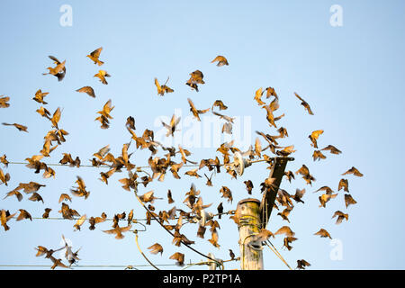 Erwachsenen und Jugendlichen Stare, Sturnus vulgaris, über telegrafenleitungen am Abend bevor wir zu Roost. Die Erwachsenen sind in der Farbe dunkel Stockfoto