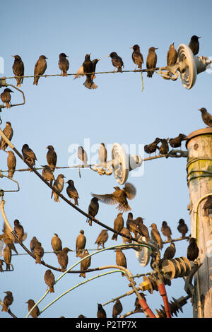 Erwachsenen und Jugendlichen Stare, Sturnus vulgaris, über telegrafenleitungen am Abend bevor wir zu Roost. Die Erwachsenen sind in der Farbe dunkel Stockfoto