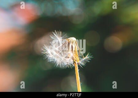 Eine halbe Löwenzahn mit bunten bokeh Hintergrund Stockfoto