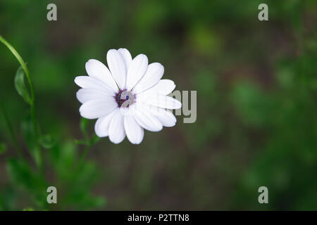 Einzelne weiße daisy flower mit lila Center Stockfoto