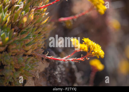 Flora von Gran Canaria - blühende Aeonium spathulatum Stockfoto