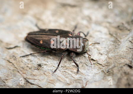 Eine kleine metallische Holz - langweilige Käfer (Chrysobothris affinis, Familie Buprestidae) sitzt auf einer Buche Stockfoto