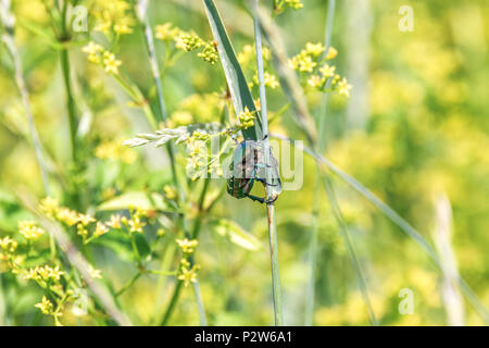 Ein Bild von einem grünen glänzende Käfer sitzt auf einem Grashalm in einem Feld Stockfoto