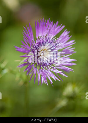 Flora von Gran Canaria - Galactites tomentosa, lila Mariendistel. Stockfoto