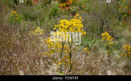 Flora von Gran Canaria - Ferula linkii, riesige Kanarischen Fenchel Blumen, allgemeine Ansicht Stockfoto