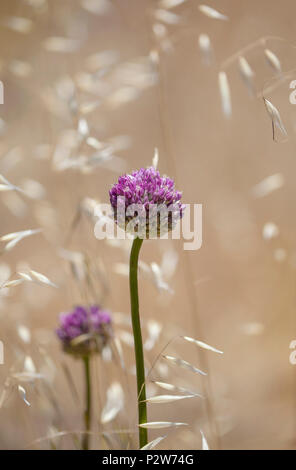 Flora von Gran Canaria - Allium ampeloprasum, Wilder Lauch Stockfoto