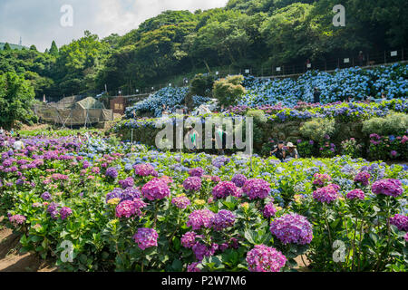 Taipei, Oct 4: Super schöne Blüte von Hydrangea macrophylla auf Jun 4, 2018 Zhuzihu, Taipei, Taiwan Stockfoto