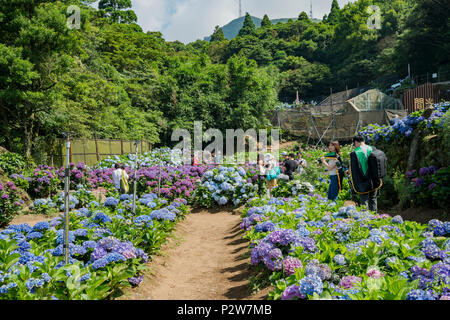 Taipei, Oct 4: Super schöne Blüte von Hydrangea macrophylla auf Jun 4, 2018 Zhuzihu, Taipei, Taiwan Stockfoto