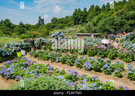 Taipei, Oct 4: Super schöne Blüte von Hydrangea macrophylla auf Jun 4, 2018 Zhuzihu, Taipei, Taiwan Stockfoto