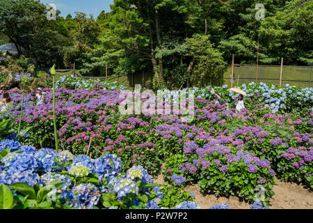 Taipei, Oct 4: Super schöne Blüte von Hydrangea macrophylla auf Jun 4, 2018 Zhuzihu, Taipei, Taiwan Stockfoto