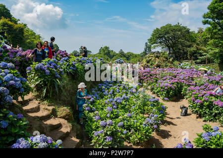 Taipei, Oct 4: Super schöne Blüte von Hydrangea macrophylla auf Jun 4, 2018 Zhuzihu, Taipei, Taiwan Stockfoto