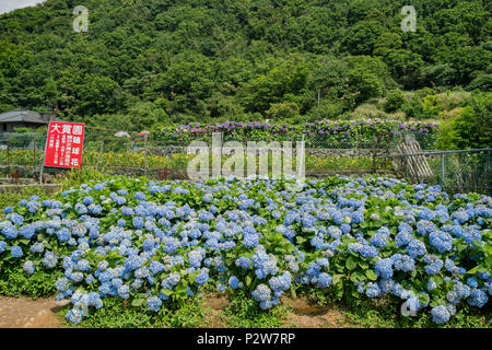 Taipei, Oct 4: Super schöne Blüte von Hydrangea macrophylla auf Jun 4, 2018 Zhuzihu, Taipei, Taiwan Stockfoto