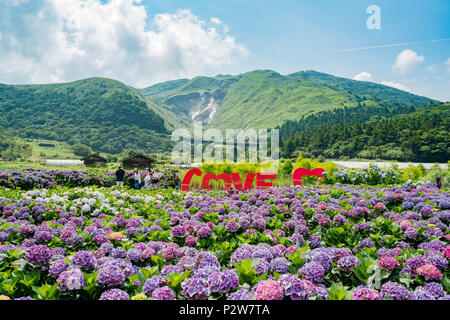 Taipei, Oct 4: Super schöne Blüte von Hydrangea macrophylla auf Jun 4, 2018 Zhuzihu, Taipei, Taiwan Stockfoto