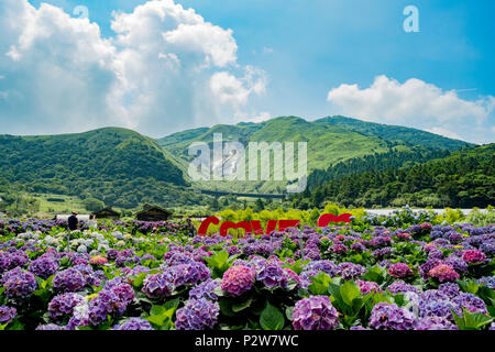 Taipei, Oct 4: Super schöne Blüte von Hydrangea macrophylla auf Jun 4, 2018 Zhuzihu, Taipei, Taiwan Stockfoto