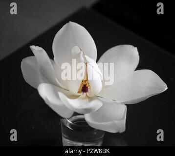 Fotos der schönen weißen Magnolia Blumen im Park im Sommer Stockfoto