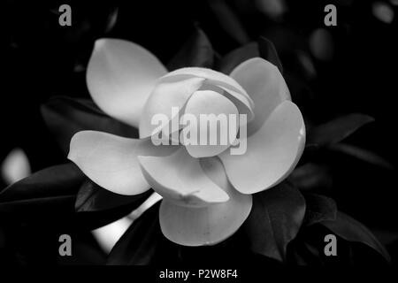 Fotos der schönen weißen Magnolia Blumen im Park im Sommer Stockfoto