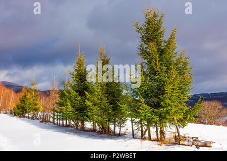 Reihe von Fichten auf einem Hügel im Winter. schöne Landschaft an einem bewölkten Tag in den Bergen Stockfoto