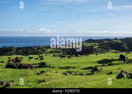 Tristan da Cunha, Britisches Überseegebiete, South Atlantic Ocean Stockfoto