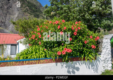 Hibiskus Blumen auf Tristan da Cunha, Britisches Überseegebiete, South Atlantic Ocean Stockfoto