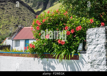 Hibiskus Blumen auf Tristan da Cunha, Britisches Überseegebiete, South Atlantic Ocean Stockfoto