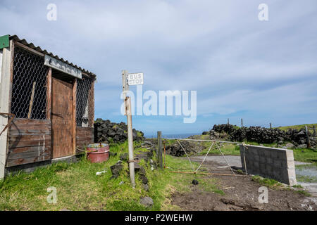 Hottentotte Bushaltestelle auf Tristan da Cunha, Britisches Überseegebiete, South Atlantic Ocean Stockfoto